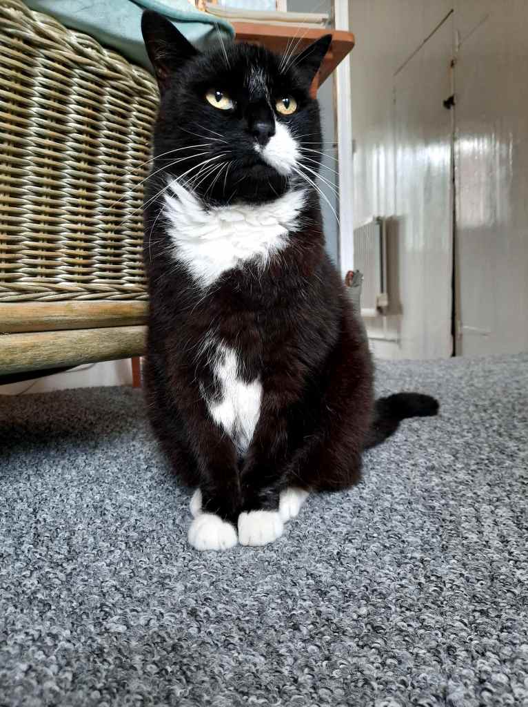 My late, beloved cat, Boo. Black and white elderly tuxedo cat with bright golden eyes and a white patch on his cheek. I struggled with grieving for him, and he'll always be in my heart.